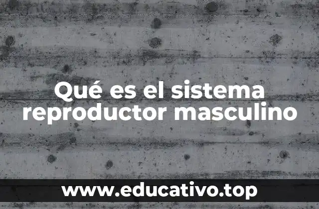 Qué es el sistema reproductor masculino