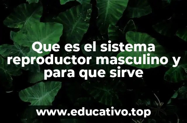 Que es el sistema reproductor masculino y para que sirve