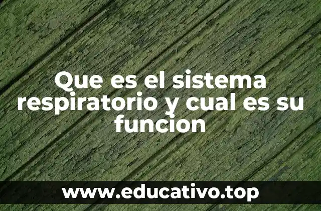 Que es el sistema respiratorio y cual es su funcion
