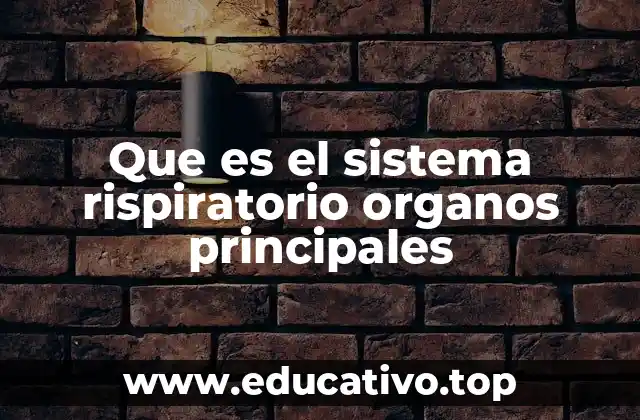 Que es el sistema rispiratorio organos principales