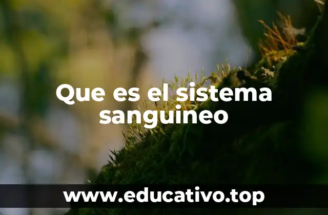 Que es el sistema sanguineo