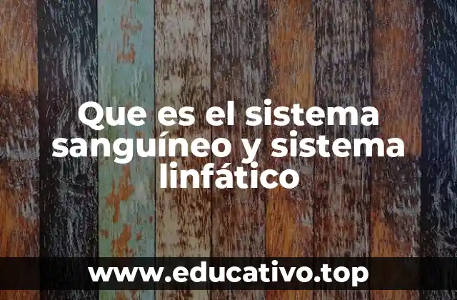 Que es el sistema sanguíneo y sistema linfático