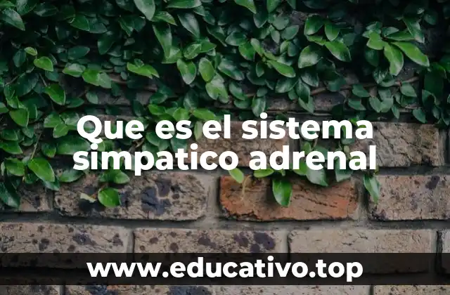 Que es el sistema simpatico adrenal