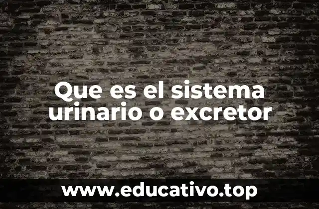 Que es el sistema urinario o excretor