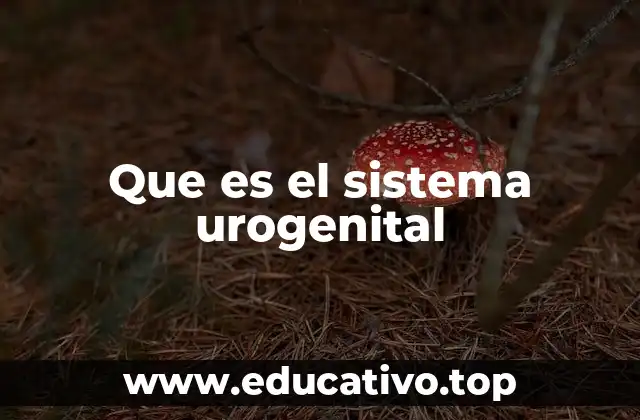 Que es el sistema urogenital
