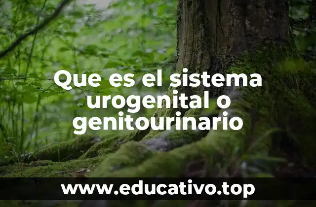 Que es el sistema urogenital o genitourinario