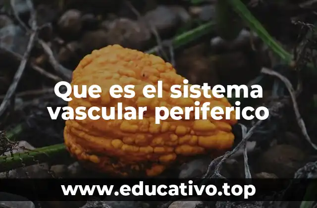 Que es el sistema vascular periferico
