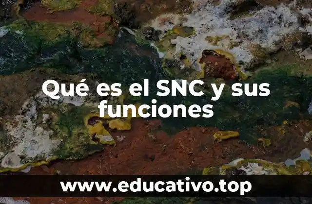 Qué es el SNC y sus funciones
