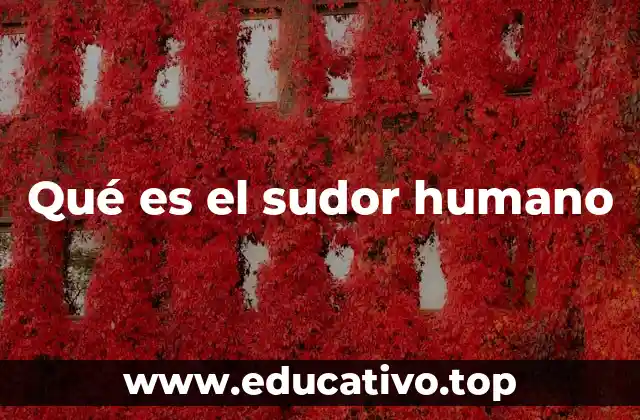 Qué es el sudor humano