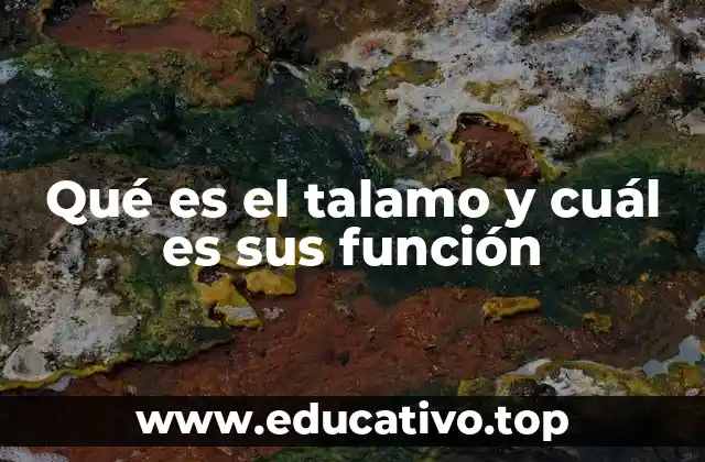 Qué es el talamo y cuál es sus función