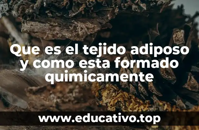 Que es el tejido adiposo y como esta formado quimicamente