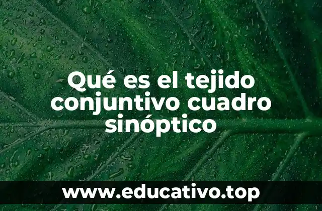 Qué es el tejido conjuntivo cuadro sinóptico