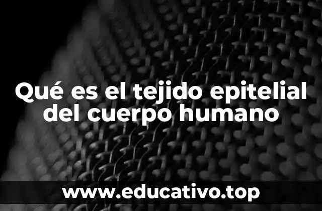 Qué es el tejido epitelial del cuerpo humano