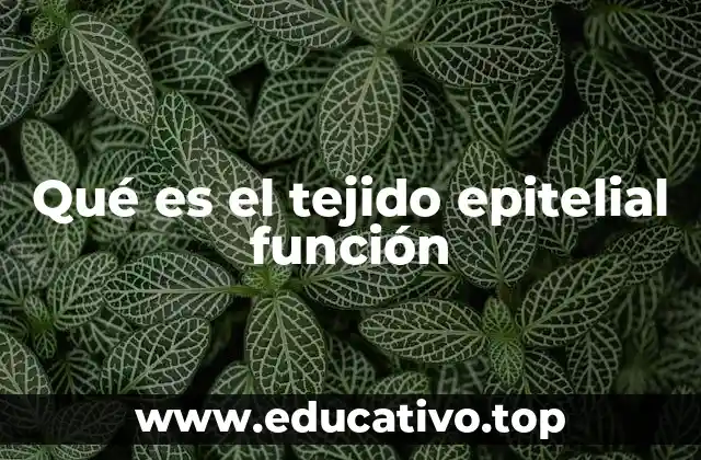 Qué es el tejido epitelial función
