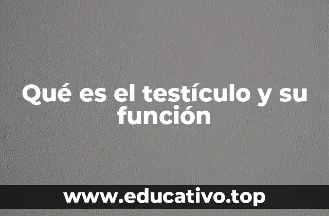 Qué es el testículo y su función