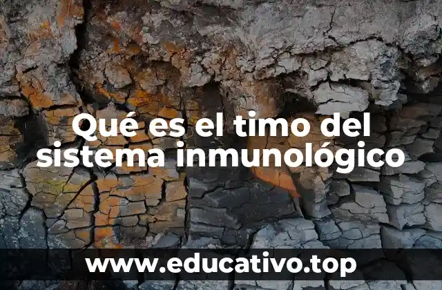 Qué es el timo del sistema inmunológico