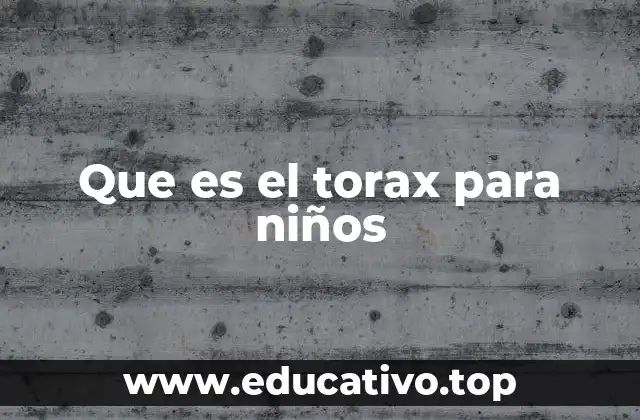 Que es el torax para niños