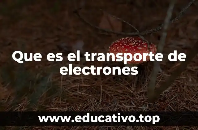 Que es el transporte de electrones
