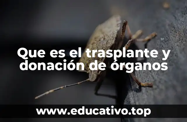 El impacto humano detrás de la donación de órganos