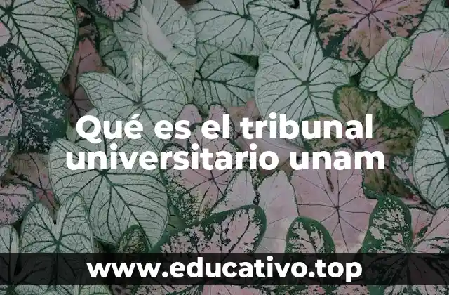 Qué es el tribunal universitario unam