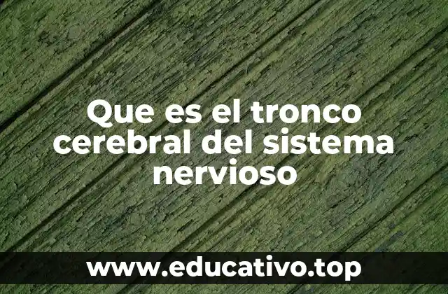 Que es el tronco cerebral del sistema nervioso