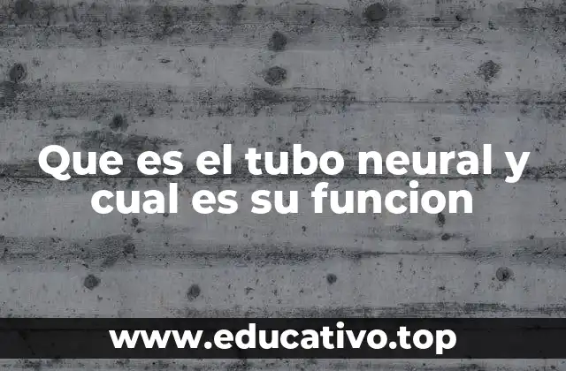 Que es el tubo neural y cual es su funcion