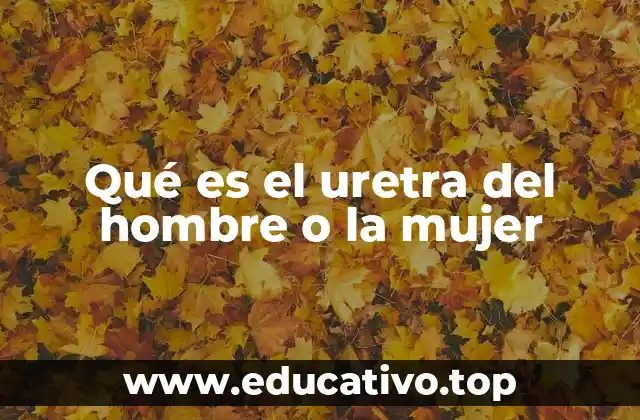 Qué es el uretra del hombre o la mujer