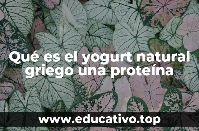 Qué es el yogurt natural griego una proteína