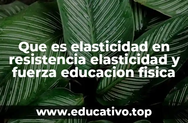 Que es elasticidad en resistencia elasticidad y fuerza educacion fisica