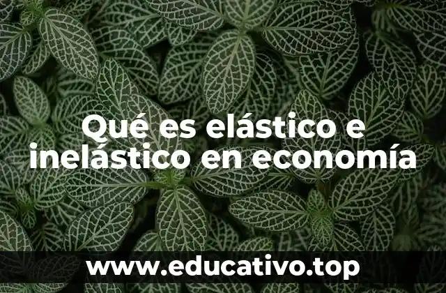 Qué es elástico e inelástico en economía