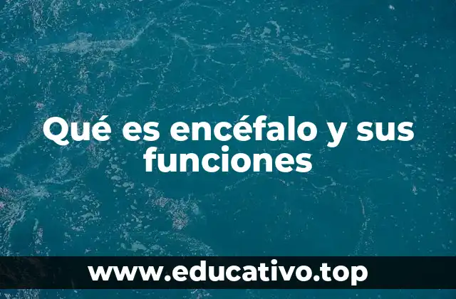 Estructura y división del encéfalo