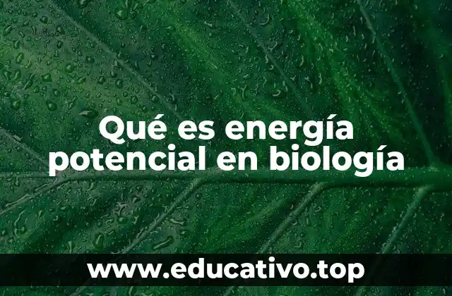 Qué es energía potencial en biología