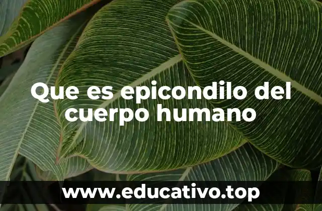 Que es epicondilo del cuerpo humano