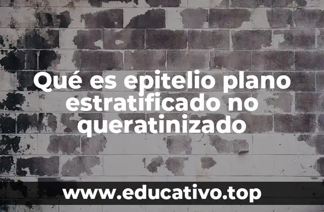 Qué es epitelio plano estratificado no queratinizado