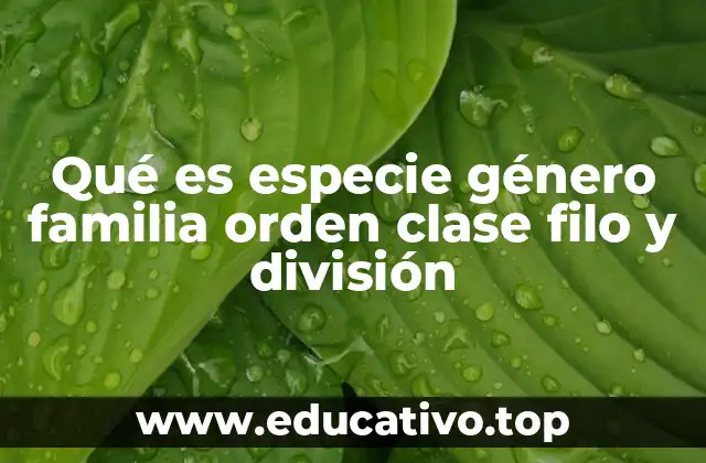 Qué es especie género familia orden clase filo y división