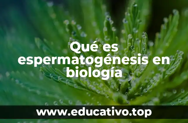 Qué es espermatogénesis en biología