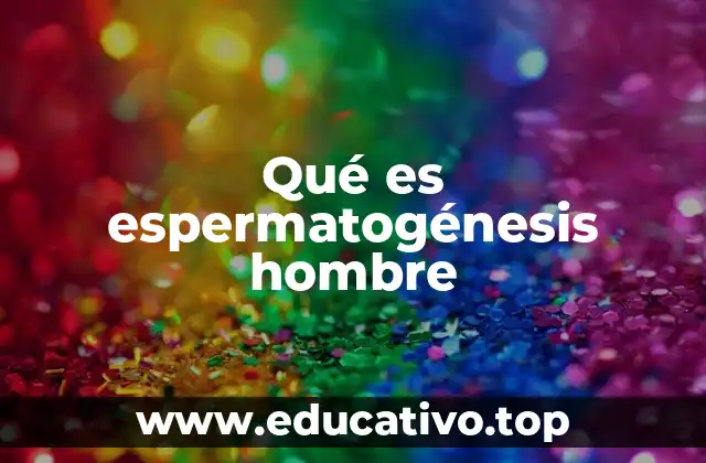Qué es espermatogénesis hombre