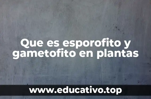 Que es esporofito y gametofito en plantas