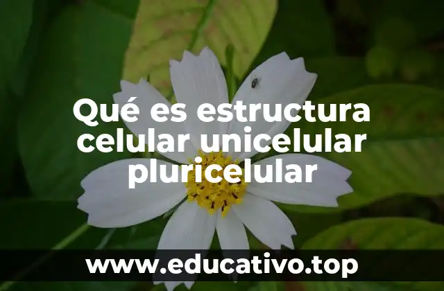Qué es estructura celular unicelular pluricelular
