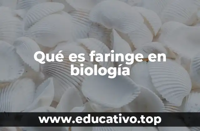 La faringe como puente entre el sistema respiratorio y digestivo