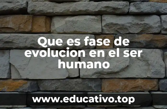 Que es fase de evolucion en el ser humano