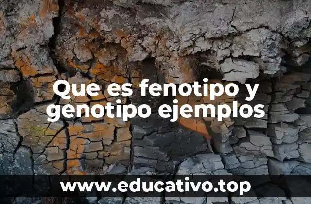 Que es fenotipo y genotipo ejemplos