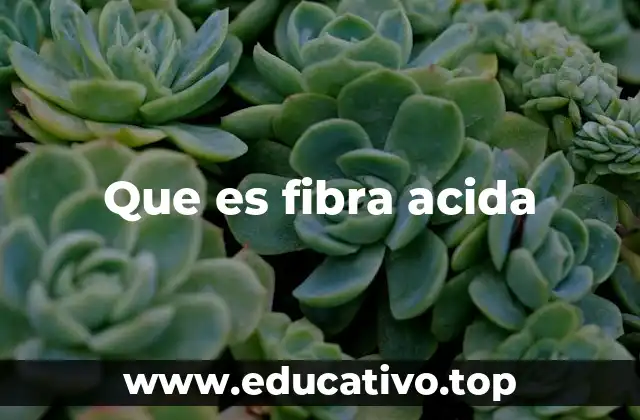Que es fibra acida