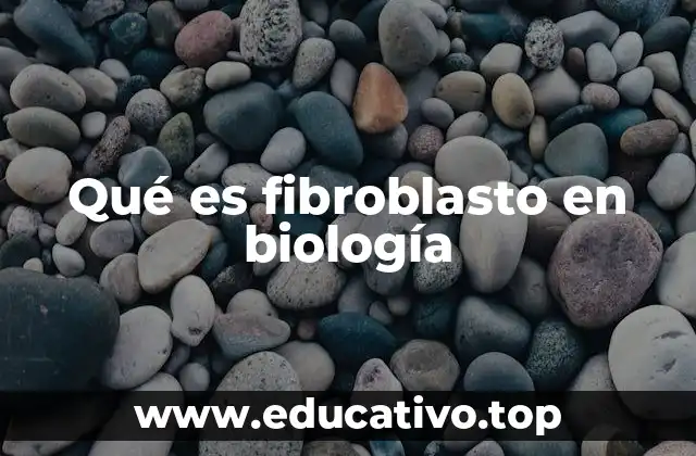 Qué es fibroblasto en biología
