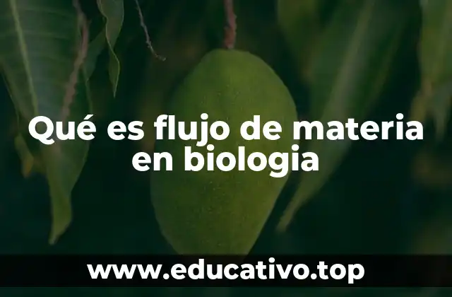 Qué es flujo de materia en biologia