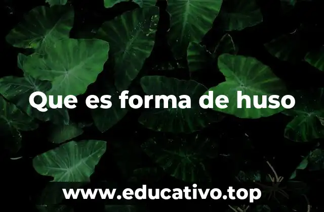 Cómo se clasifica la morfología celular y la forma de huso