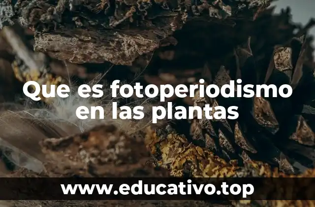 Que es fotoperiodismo en las plantas