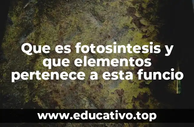 Que es fotosintesis y que elementos pertenece a esta funcio
