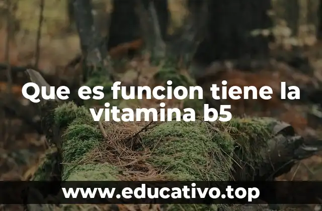 Que es funcion tiene la vitamina b5