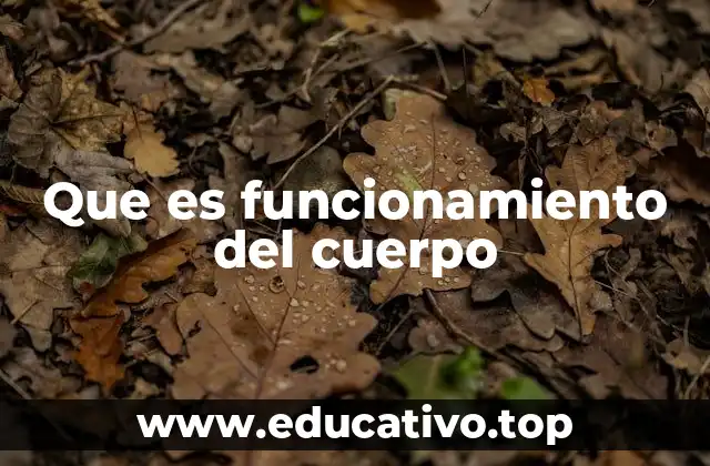 Que es funcionamiento del cuerpo